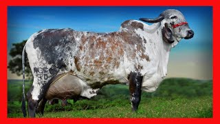 🏆 GYR LECHERO 🔴 DATOS CURIOSOS ✅ Vacas Lecheras cow [upl. by Alcus]