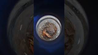 CRAB MOLTING IN MY DIY CRAB FATTENING GALLON SETUP [upl. by Ariada]