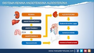 SISTEMA RENINA ANGIOTENSINA ALDOSTERONA  Morfofisiología [upl. by Atinrahs]