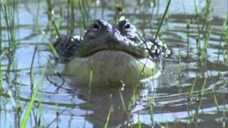 BBC Life African Bull Frog Fight Sir David Attenborough [upl. by Etirugram374]