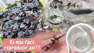 ¿Este método es mejorREPRODUCCIÓN por agua de CEROPEGIA WOODII 🤔 [upl. by Yror]