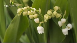 Le muguet  comment planter ou replanter du muguet   Truffaut [upl. by Dahs]