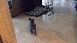 French Bulldog Potty Training with the Puppy Apartment  Fast and Easy [upl. by Helaina]