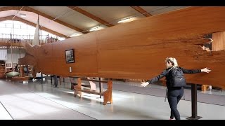 BIGGEST TREE IN THE WORLD  Kauri Museum  New Zealand [upl. by Nylirak421]