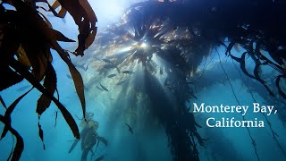 Diving Weekend in Monterey Bay California  Point Lobos  Whalers Cove  Wharf  Beach Hopper Boat [upl. by Wahkuna613]