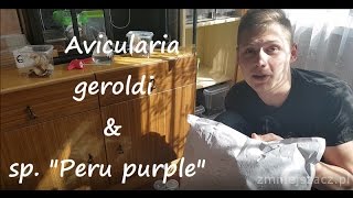 Unpacking Avicularia geroldi amp sp quotPeru purplequot  Arachnolandia [upl. by Jakob]