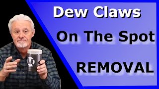 DIY dewclaw removal quick and painless for French bulldogs [upl. by Ylrbmik]