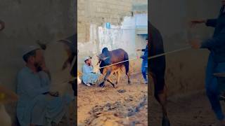 Karachi Cow Mandi 2024  Ahmed Cattle Farm  Bakra Mandi 2024 Malir Mandi shorts viralvideo cow [upl. by Odlavu9]