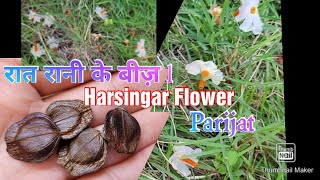 पारिजात हरसिंगार के बीज़ कैसे Collect करें और लगाए Harsingar From Seeds Raat ki Rani Phool [upl. by Hanser]