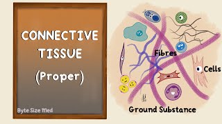 Connective Tissue  Connective Tissue Proper  Body Tissues  Human Histology [upl. by Eilak727]