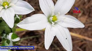 Ornithogalum Umbellatum [upl. by Nnel]