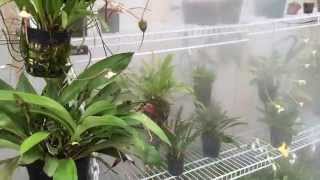 DIY Greenhouse fogger system for Orchids Carnivorous Plants and more [upl. by Stannwood545]