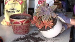 How to Repot an Arrangement of Succulents  Smart Gardening [upl. by Isidor209]