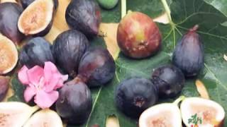 Escape the Ordinary Discover 3 Ways to Prepare Figs [upl. by Hui29]