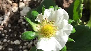 Ozark Beauty Strawberry time lapse [upl. by Adnilasor]