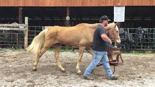 Sold 698 20yr old 15h palomino TWH gelding 500 51024 [upl. by Limemann]