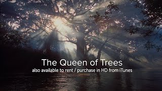 The Queen of Trees  OFFICIAL [upl. by Drais]