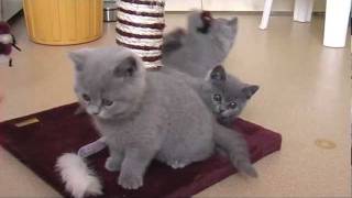 Kittens 8 12 week oud Blauwe Britse Korthaar [upl. by Jillene]