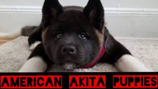 Awesome American Akita Puppies for Sale India Akita Pups KCI Registered Adult amp Semi Adult Akitas [upl. by Enelram769]