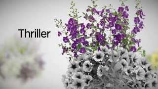 Proven Winners® Gardener Channel HowTo Create The Perfect Container Garden [upl. by Talia]