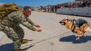 Most Emotional Dogs Reunions with Their Owners That Will Melt Your Heart ❤️Best of video 2022 [upl. by Hsivat]