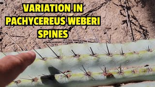 Variation in Pachycereus weberi spines [upl. by Keheley]