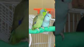 Pocketsized parrots 🦜 parrotlet parrot birds [upl. by Eyaf]