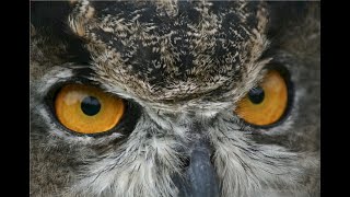 The Great Horned Owl Calls [upl. by Aeneg]