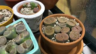 Why Aren’t My Lithops Splitting [upl. by Bethena362]