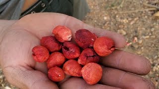 Cortando guamuchiles de grano Rojo muy buenos [upl. by Sucerdor274]