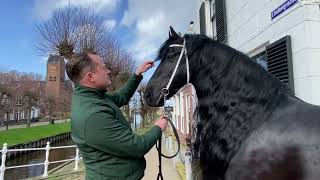 Friesian Horse Kalender Elfstedeneditie Friese dekhengst Matthys 504 in Sloten [upl. by Pack]