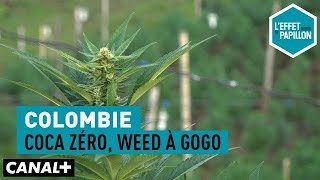 Colombie  Coca zéro weed à gogo  L’Effet Papillon [upl. by Skinner]