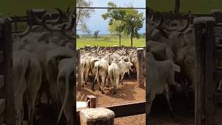 Criação de gado no Brasil fazendaleiteira gado fazenda agropecuaria [upl. by Atiuqin]