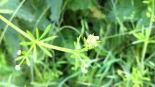 Cleavers Galium Aparine  Stickywilly  20120623 [upl. by Gurtner]