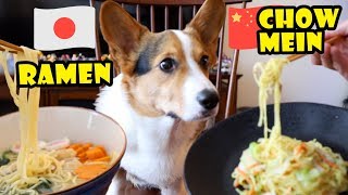 Ramen or Chow Mein What does the Corgi Dog Like to Eat  Life After College Ep 619 [upl. by Shayna]