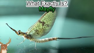 What Exactly is Mayfly  Living an Ephemeral Life [upl. by Atteynad157]