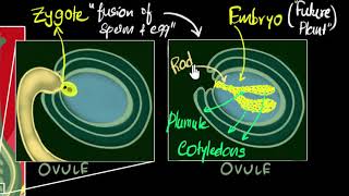 Fertilisation zygote embryo germination  How do organisms reproduce  Biology  Khan Academy [upl. by Ferino]