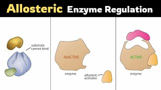 Allosteric Regulationof Enzymes [upl. by Rossuck]