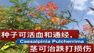 金凤花药用价值 Caesalpinia Pulcherrima benefitsManfaat Dan Khasiat Kembang Merak [upl. by Alet]