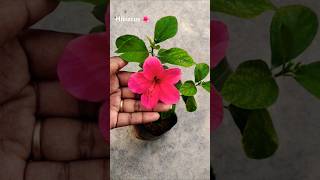 Hibiscus మందారం🌺 shorts viralshorts hibiscus mandaram trending [upl. by Howland119]