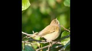 Pilkoji Pečialinda  Phylloscopus Collybita  Chiffchaff [upl. by Angeli66]