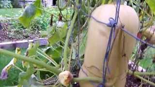 How to grow a verticle upright squash plant and other vines in a small garden space Part 2 [upl. by Petromilli669]