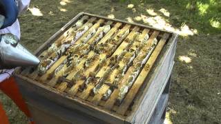 Honey Harvesting Step 1 of 3  Getting The Hive Ready [upl. by Rellia925]