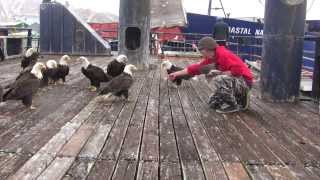 amazing eagles in dutch harbor [upl. by Anirat416]