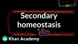 Secondary hemostasis  Advanced hematologic system physiology  Health amp Medicine  Khan Academy [upl. by Peggi]