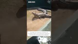 Crocodile attacks human microfacts [upl. by Januarius480]