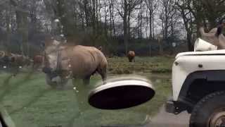 Knowsley Safari Park  rhinos running towards car thankfully the zoo keeper was there lol [upl. by Ardnuassak682]