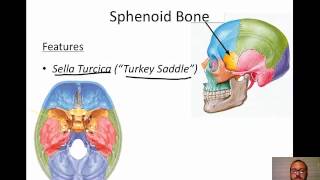 Cranial Bones [upl. by Nosilla]