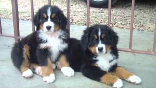 BOVARO DEL BERNESE CUCCIOLI [upl. by Clari]