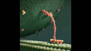 Kinesin Walking to Bee Gees  Stayin Alive [upl. by Viridis303]